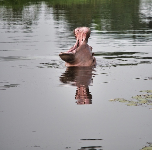 Common Hippopotamus