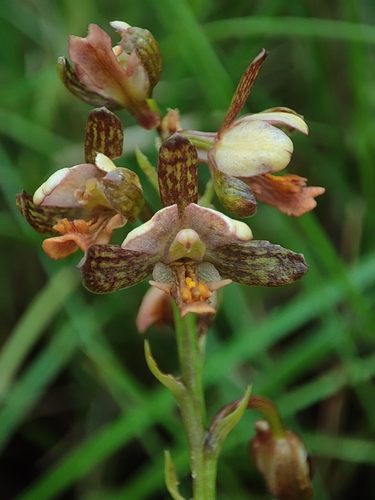 Eulophia tenella