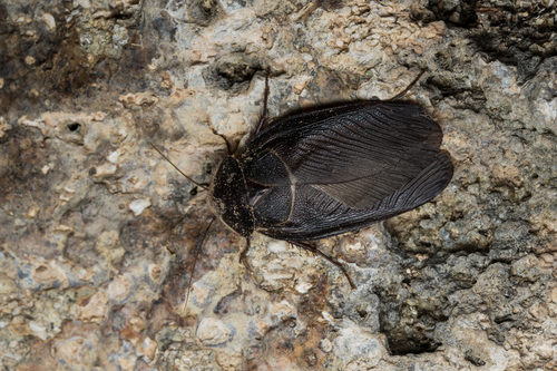 Egyptian Cockroach