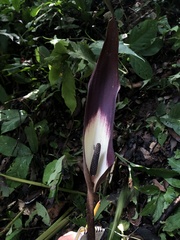 Dracontium spruceanum image