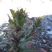 Camissoniopsis guadalupensis clementina - Photo (c) ehavstad，保留所有權利