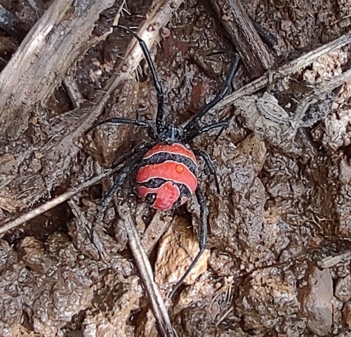 South American Black Widow