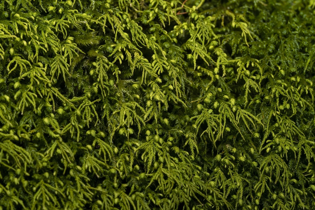 treeskirt moss from Philmont, NY, US on December 9, 2023 at 0344 PM