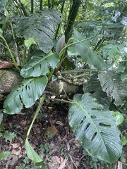 Monstera oreophila image