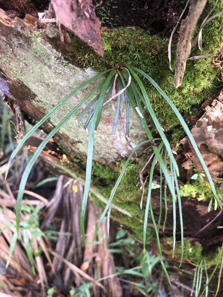 Shoestring Fern from Florida State Parks, Sebring, FL, US on December ...