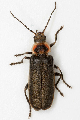 Atalantycha dentigera (LeConte, 1851)