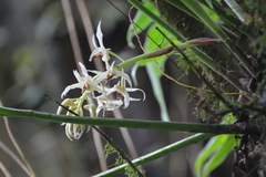 Xylobium elongatum image