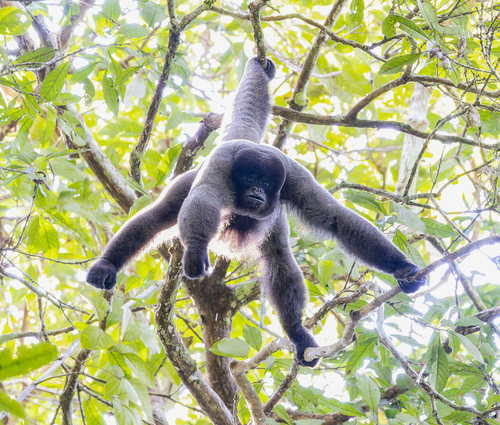 Common Woolly Monkey (Lagothrix lagothricha) · iNaturalist Common Woolly Monkey (Lagothrix lagothricha) · iNaturalist