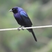 Molothrus bonariensis - Photo (c) Jonathan E. Echeverri，保留所有權利