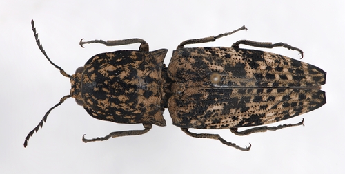 Cryptalaus sordidus