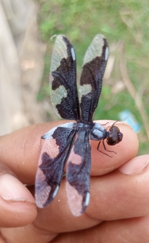 Portia Widow