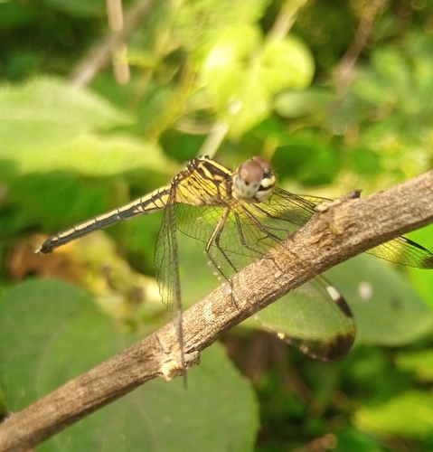 Pied-spot