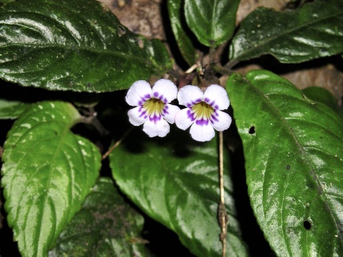 Diastema scabrum
