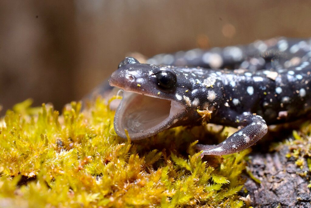 Northern Slimy Salamander (Plethodon glutinosus)