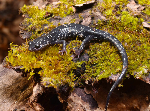 Northern Slimy Salamander