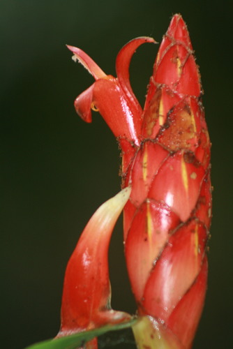 Costus pulverulentus image