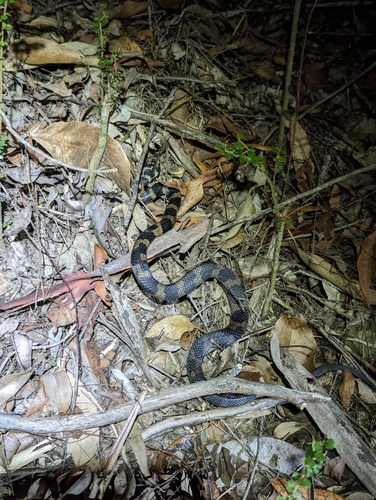Stephens' Banded Snake sighting
