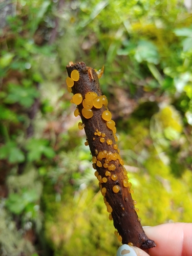 Lašelinis dakrimicis nuotrauka