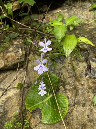Streptocarpus haygarthii