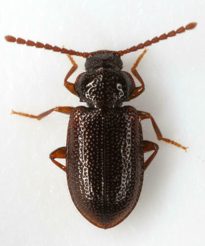 (Anaedus)