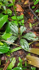 Sarcoglottis acaulis image