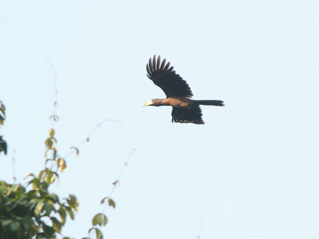 Brown Hornbill in April 2023 by dbeadle. Female Brown Hornbill ...