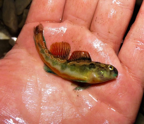 Tennessee Snubnose Darter