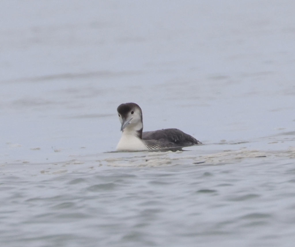 Common Loon from Debidue Creek, Georgetown, SC, US on December 28, 2023 ...