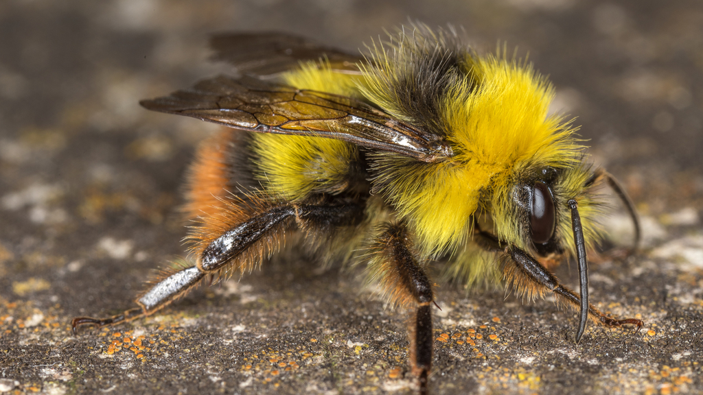 Early Bumble Bee from Landshut, Deutschland on June 15, 2021 at 07:21 ...