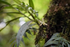 Epidendrum adnatum image