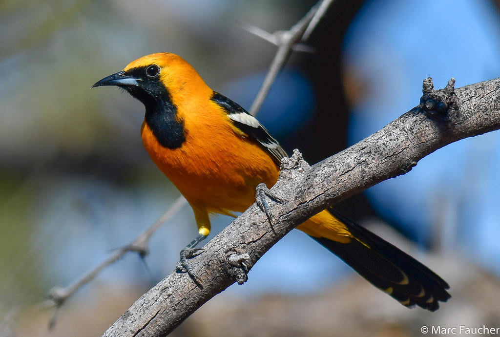 Hooded oriole