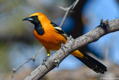 Hooded Oriole - Photo (c) Marc Faucher, all rights reserved, uploaded by Marc Faucher