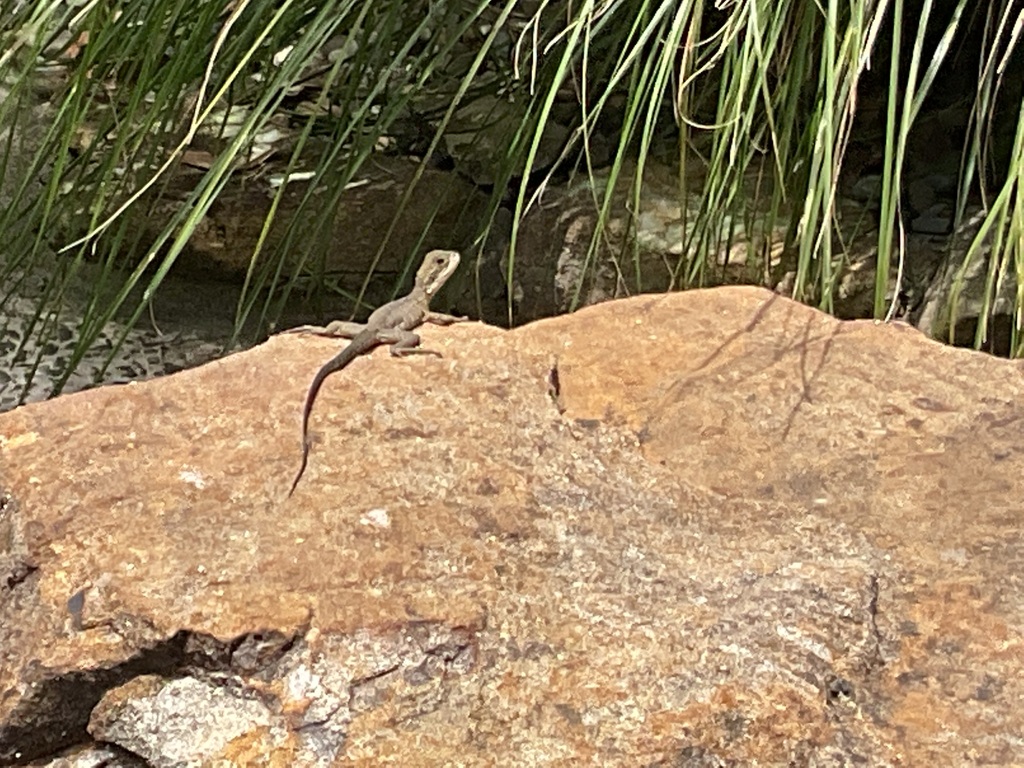 Bearded Dragons, Water Dragons, and Allies from Wollongong NSW