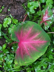 Caladium bicolor image