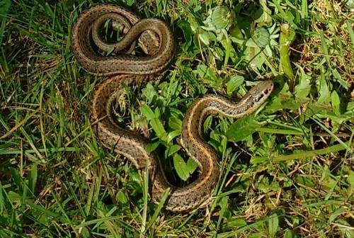 Northwestern Garter Snake
