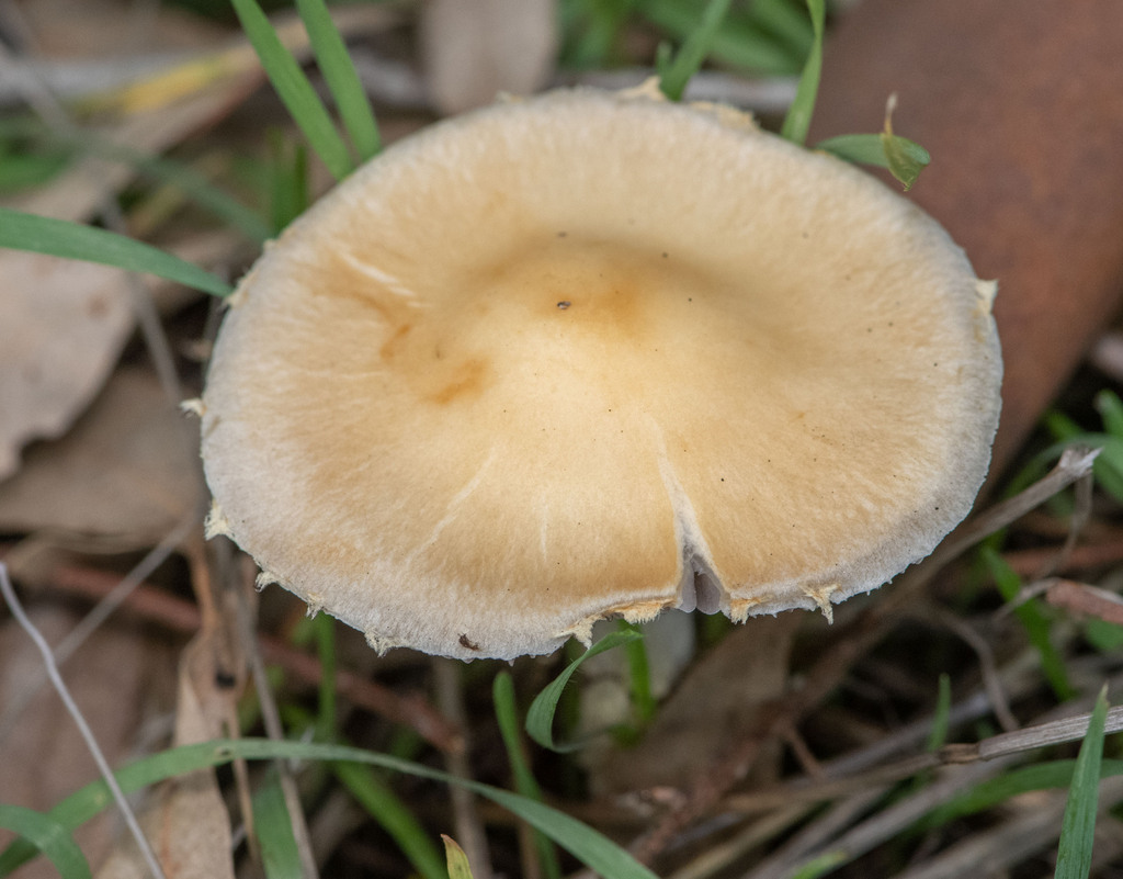 Mulch Maids from Los Angeles County, CA, USA on December 29, 2023 at 11