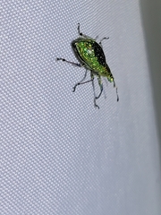 Exophthalmus jekelianus image