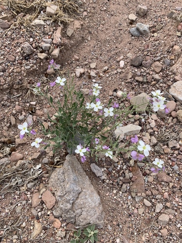 Bicolor Fanmustard