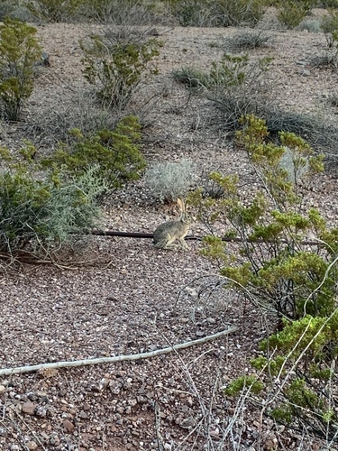 Black-tailed Jackrabbit
