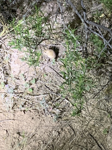 Rock Pocket Mouse