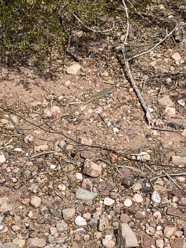 Gray-checkered Whiptail