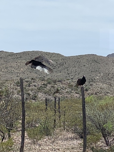 Turkey Vulture