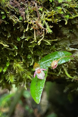 Pleurothallis sanchoi image