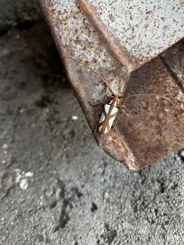 Turquoise Longhorn