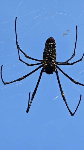 Giant Golden Orbweaver