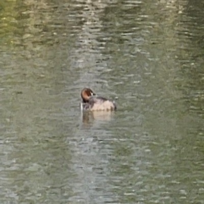 Little Grebe