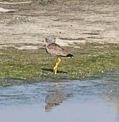 Grey-headed Lapwing