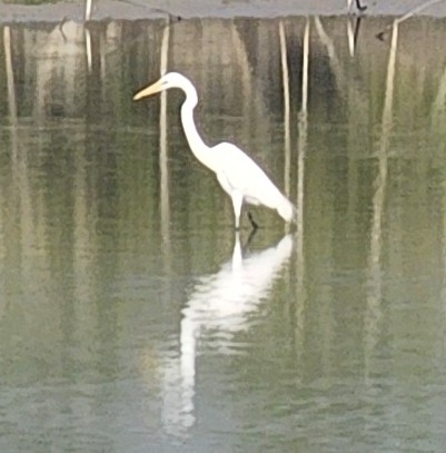 Great Egret