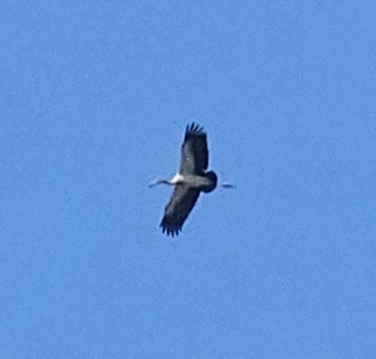Asian Openbill