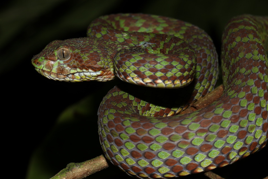 pitvipers amazon